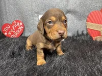 Lincoln, a male Miniature Dachshund for sale in Waynesville, MO – Photo 1 of 3