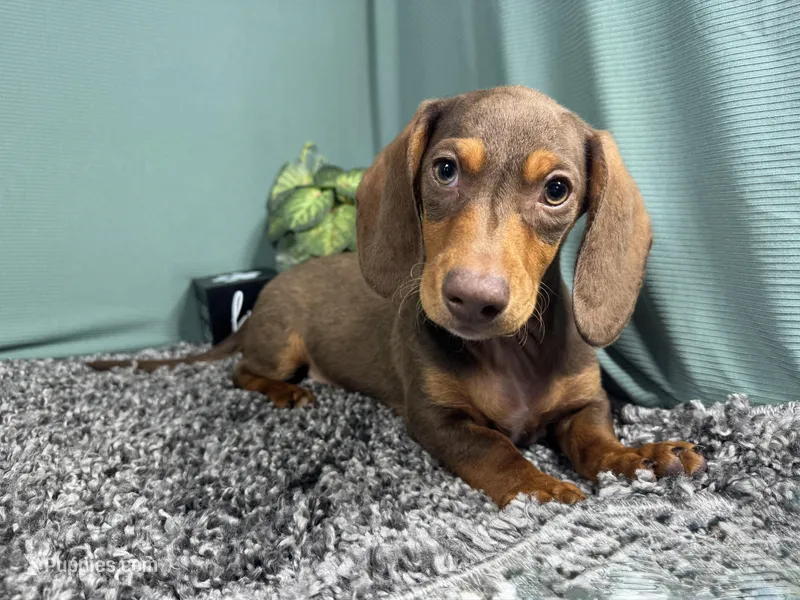 Lincoln – Miniature Dachshund puppy for sale in Waynesville, MO
