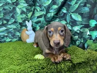 Lincoln, a male Miniature Dachshund for sale in Waynesville, MO – Photo 1 of 9