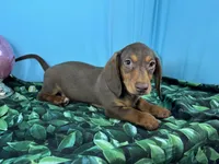 Lincoln, a male Miniature Dachshund for sale in Waynesville, MO – Photo 8 of 9