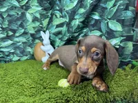 Lincoln, a male Miniature Dachshund for sale in Waynesville, MO – Photo 3 of 9