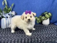 Bridget, a female Pomapoo for sale in Waynesville, MO – 3 of 3