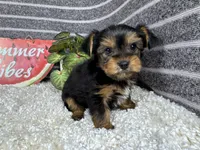 Paul, a male Yorkshire Terrier for sale in Waynesville, MO – 1 of 4