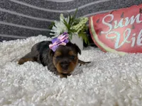 Naomi, a female Yorkshire Terrier for sale in Waynesville, MO – 2 of 4