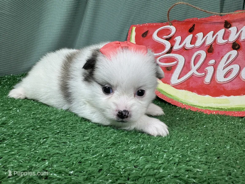 Peacher – Pomeranian puppy for sale in Waynesville, MO