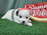 Peacher, a female Pomeranian for sale in Waynesville, MO – 1 of 3