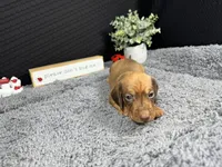 Wilber, a male Miniature Dachshund for sale in Waynesville, MO – 2 of 4