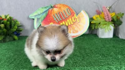 Baker, a male Pomeranian for sale in Waynesville, MO – 6 of 9