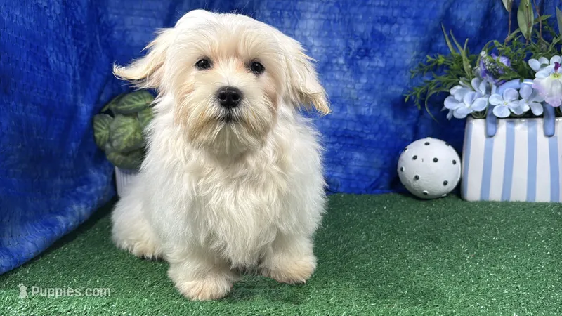 Izen – Havamalt puppy for sale in Waynesville, MO