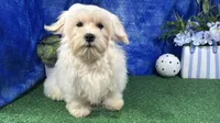 Izen, a male Havamalt for sale in Waynesville, MO – 4 of 10
