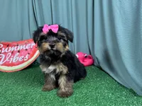 Sophia, a female Yorkshire Terrier for sale in Waynesville, MO – 3 of 3