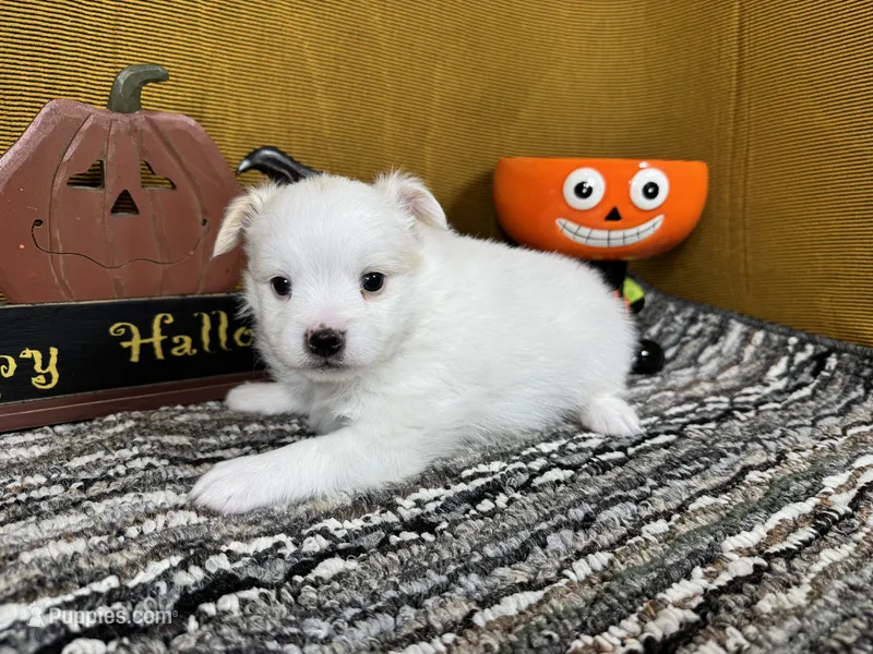 Polar – Pomeranian puppy for sale in Waynesville, MO