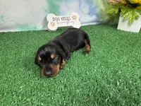 Tulip, a female Miniature Dachshund for sale in Waynesville, MO – 2 of 3