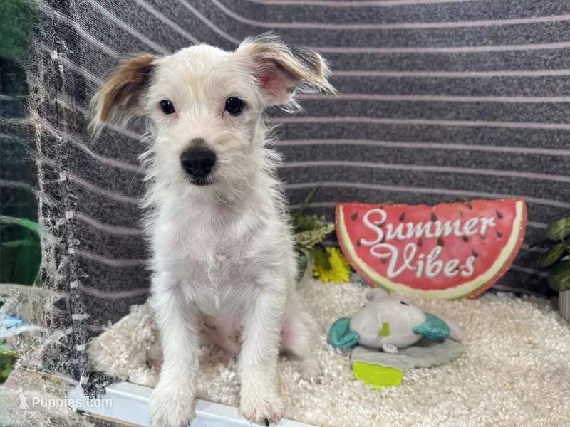 Sugar Daddy – Yorkipoo puppy for sale in Waynesville, MO