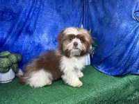 Gilroy, a male Shih Tzu for sale in Waynesville, MO – 6 of 10