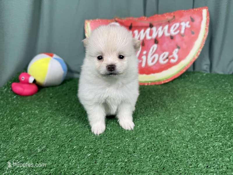 Pumba – Pomeranian puppy for sale in Waynesville, MO