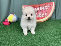 Pumba, a male Pomeranian for sale in Waynesville, MO – 1 of 3