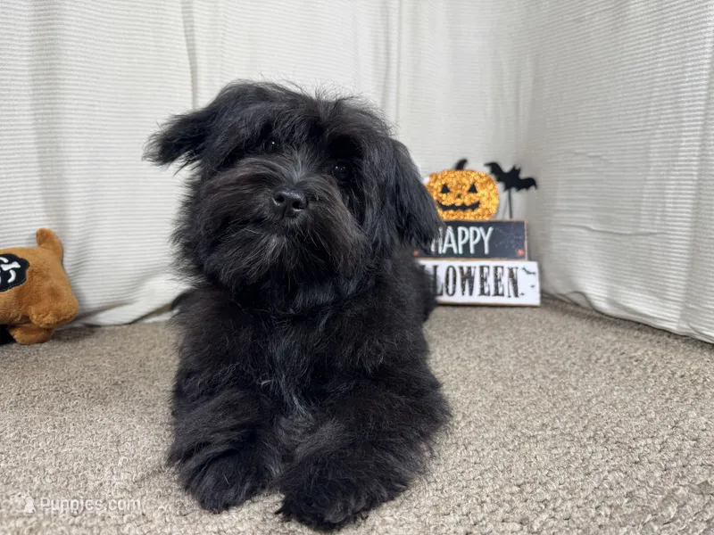 Paxton – Morkie puppy for sale in Waynesville, MO