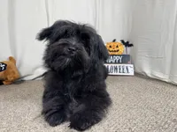 Paxton, a male Morkie for sale in Waynesville, MO – 4 of 10