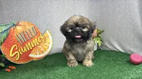 Princeton, a male Shih Tzu for sale in Waynesville, MO – 2 of 10