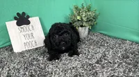 Nathan, a male Poodle - Toy  for sale in Waynesville, MO – 2 of 3