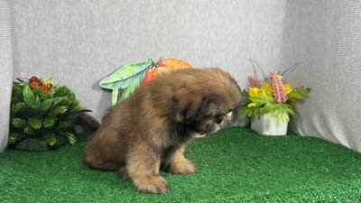 Preacher, a male Shih Tzu for sale in Waynesville, MO – 4 of 10