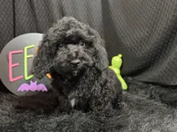 Nathan, a male Poodle - Toy  for sale in Waynesville, MO – 1 of 10