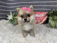 Brynlee, a female Pomeranian for sale in Waynesville, MO – 2 of 4