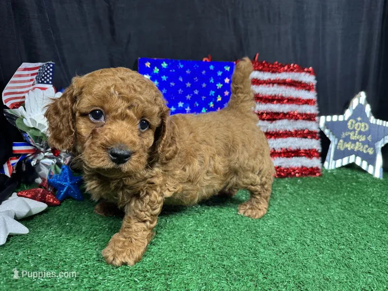 Dean – Poodle - Toy  puppy for sale in Waynesville, MO