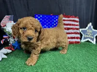 Dean, a male Poodle - Toy  for sale in Waynesville, MO – 6 of 10