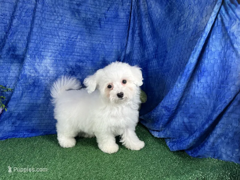 Ice – Maltipoo puppy for sale in Waynesville, MO