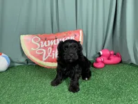 Paxton, a male Morkie for sale in Waynesville, MO – 3 of 3