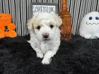 Sully, a male Maltipoo for sale in Waynesville, MO – 3 of 3