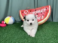 Peacher, a female Pomeranian for sale in Waynesville, MO – 3 of 3