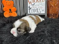 Tucker, a male Shih Tzu for sale in Waynesville, MO – 2 of 3