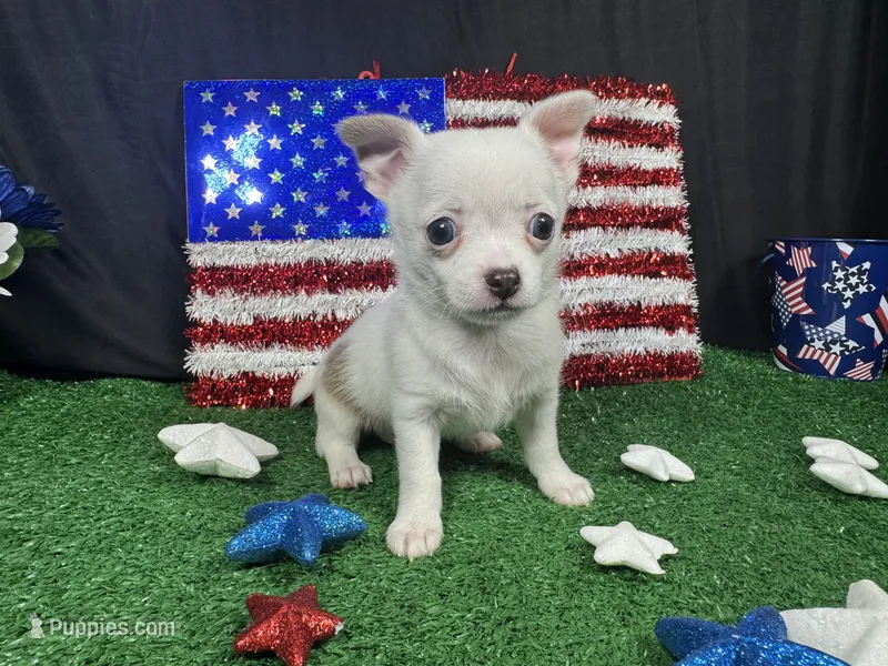 Fox – Chihuahua puppy for sale in Waynesville, MO