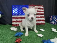 Fox, a male Chihuahua for sale in Waynesville, MO – 6 of 10