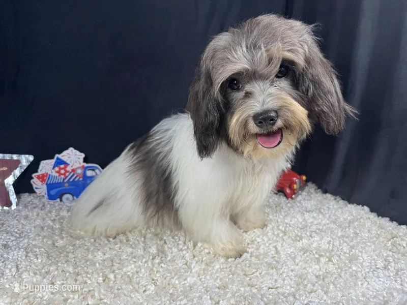 Nehemaih – Maltipoo puppy for sale in Waynesville, MO