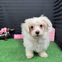 Mitch, a male Maltese for sale in Waynesville, MO – Photo 7 of 10