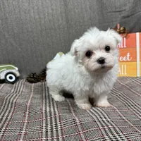 Mitch, a male Maltese for sale in Waynesville, MO – Photo 8 of 10