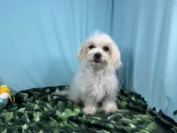 Mitch, a male Maltese for sale in Waynesville, MO – Photo 2 of 10