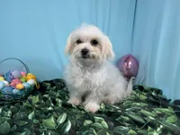 Mitch, a male Maltese for sale in Waynesville, MO – Photo 3 of 10