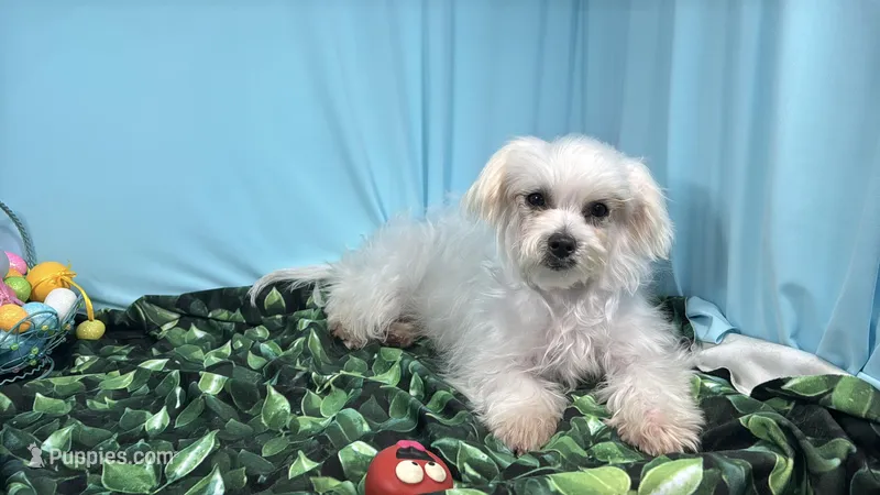Mitch – Maltese puppy for sale in Waynesville, MO