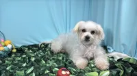 Mitch, a male Maltese for sale in Waynesville, MO – Photo 1 of 10