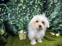 Mitch, a male Maltese for sale in Waynesville, MO – Photo 3 of 10