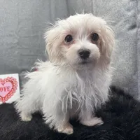 Mitch, a male Maltese for sale in Waynesville, MO – Photo 5 of 10