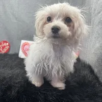 Mitch, a male Maltese for sale in Waynesville, MO – Photo 4 of 10