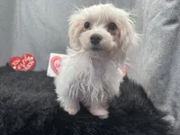 processed/0c404b3d-5619-4e88-8a87-1c29180c8378/listing/3b5c6d42-cdf8-49d5-81ab-626078ec9fe5/99e84ee1-b435-430f-a934-0240ad795ac0