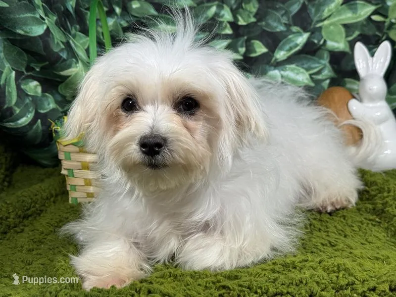 Mitch – Maltese puppy for sale in Waynesville, MO