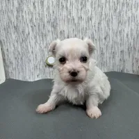 Mitch, a male Maltese for sale in Waynesville, MO – Photo 9 of 10